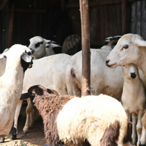 Qurban Sierra Leone