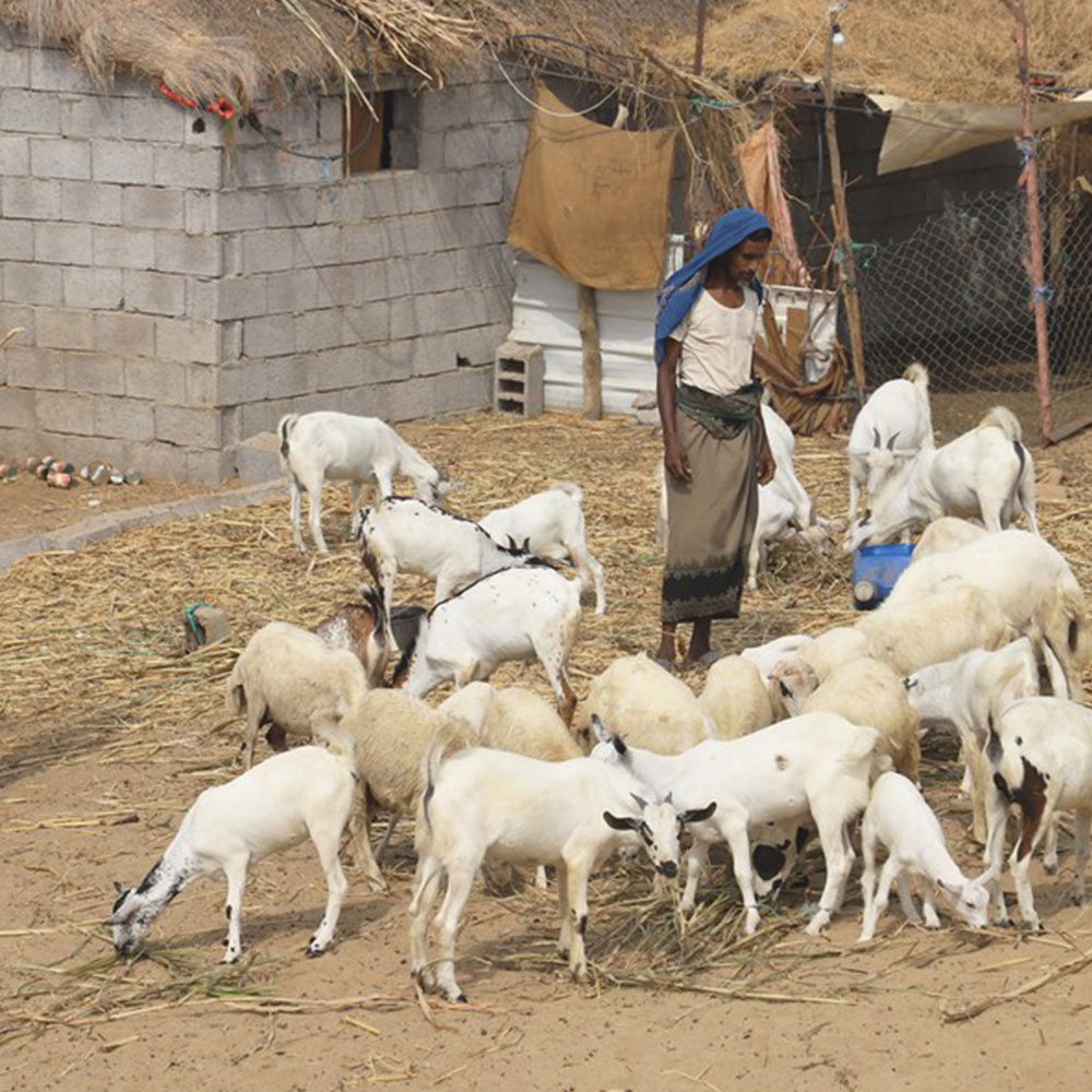 Qurban Yemen - Merciful Group